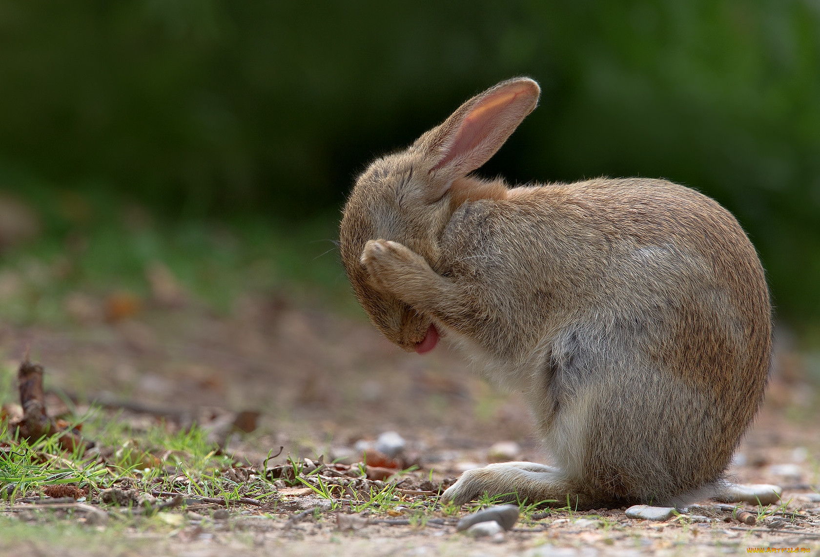 Обидились. Заяц умывается. Заяц с прижатыми ушами. Кролик умывается. Уши зайца.